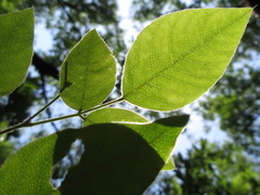 Lespedeza maximowiczii