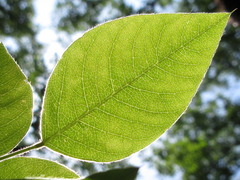 Lespedeza maximowiczii