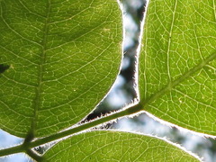 Lespedeza maximowiczii
