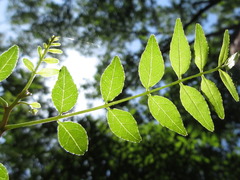 Zanthoxylum schinifolium