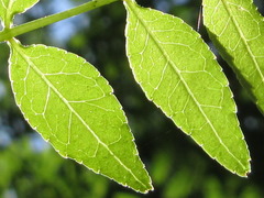 Zanthoxylum schinifolium