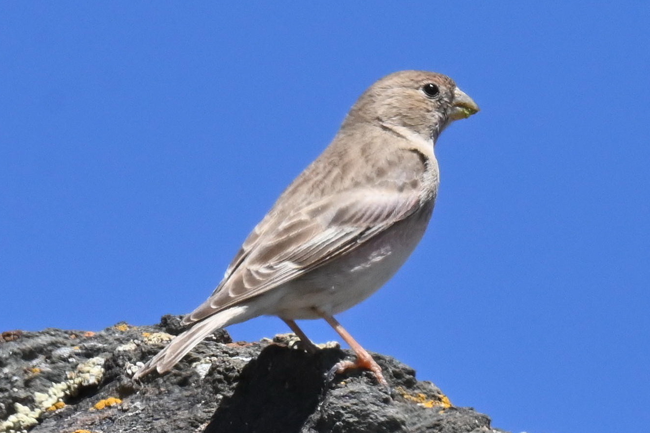 Mongolian Finch