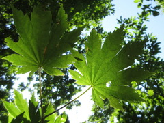 Acer pseudosieboldianum