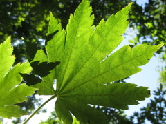 Acer pseudosieboldianum