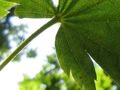 Acer pseudosieboldianum