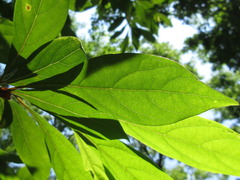 Lindera erythrocarpa