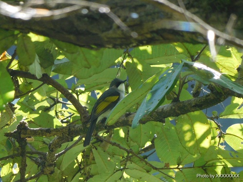 Ashy Bulbul (Hemixos flavala), photo 10