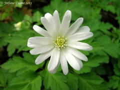 Anemonoides apennina