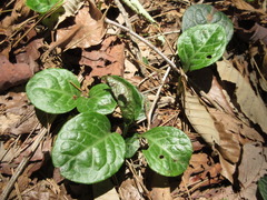 Pyrola japonica