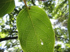 Actinidia arguta