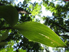 Convallaria keiskei