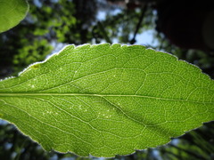Solidago virgaurea asiatica