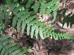 Pteridium aquilinum