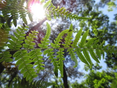 Pteridium aquilinum