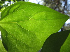 Cocculus orbiculatus