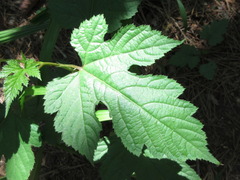 Rubus crataegifolius