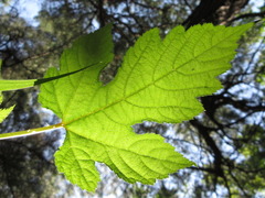 Rubus crataegifolius