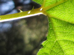 Rubus crataegifolius