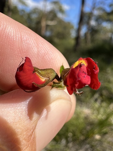 Yellow-eyed Flame Pea (Chorizema dicksonii)