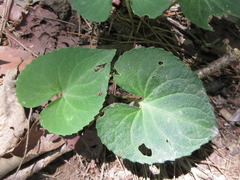 Viola collina