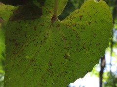 Viola collina
