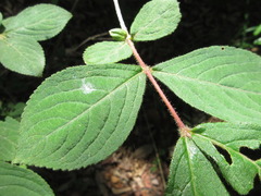 Weigela subsessilis