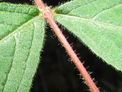 Weigela subsessilis