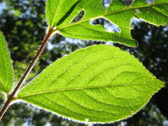 Weigela subsessilis
