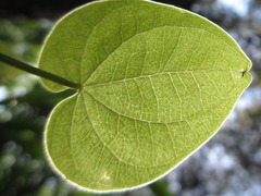 Dioscorea japonica