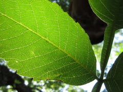 Rhus javanica