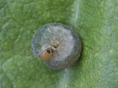 Empria