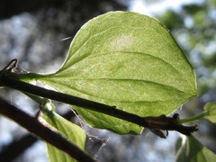 Smilax sieboldii