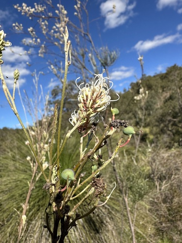 Spindly Grevillea (Grevillea endlicheriana)
