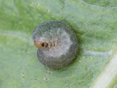 Empria