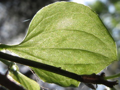 Smilax sieboldii
