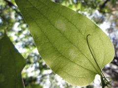 Smilax sieboldii