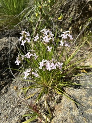 Stylidium affine, photograph (c) Matt Berger, some rights reserved (CC BY)