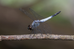 Brachydiplax farinosa