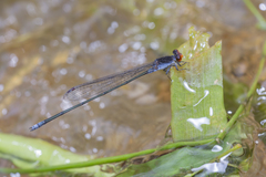 Pseudagrion pruinosum