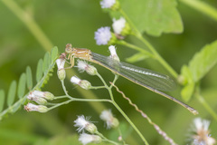 Pseudagrion pruinosum