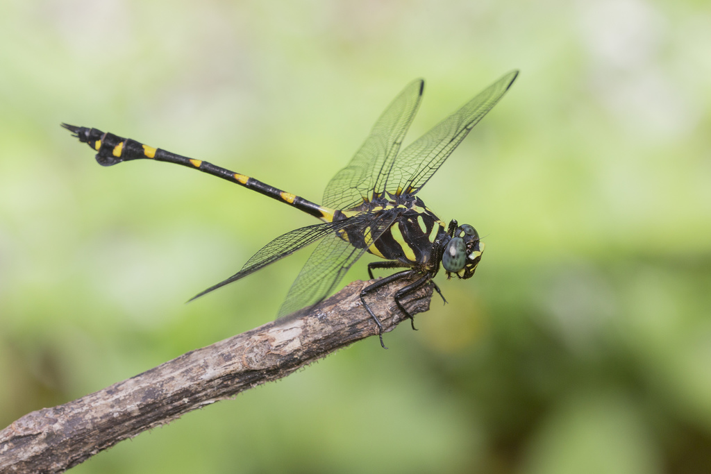 Common Flangetail