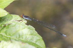Pseudagrion pruinosum