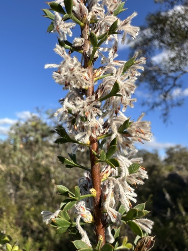 Granite Petrophile (Petrophile biloba)