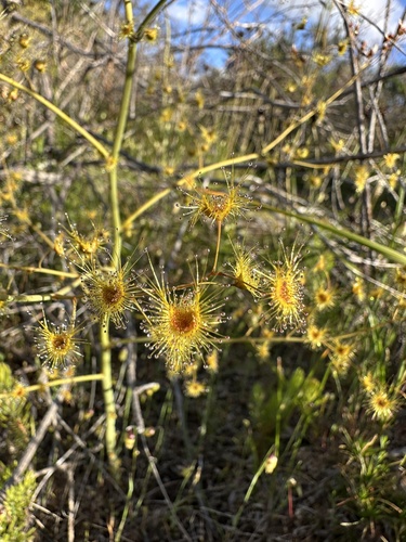 giant sundew (Drosera gigantea)