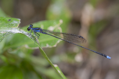 Prodasineura laidlawii