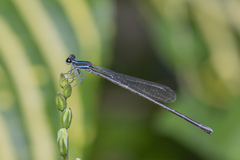 Prodasineura laidlawii