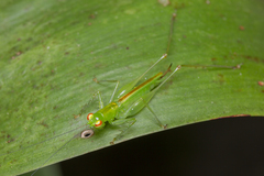 Asiophlugis malacca