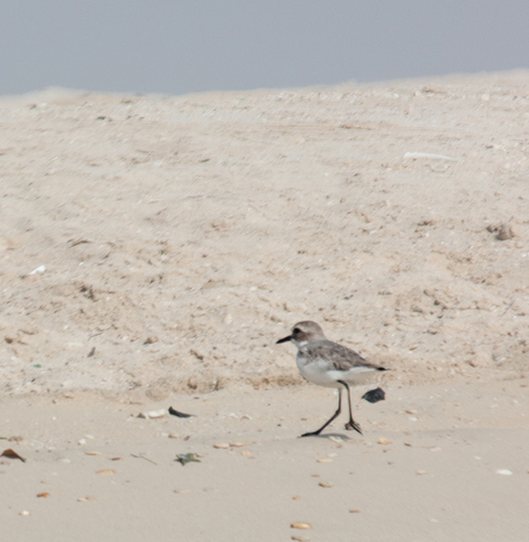 Greater Sand Plover (Anarhynchus leschenaultii), photo 1