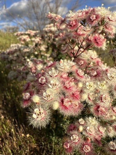 variegated featherflower (Verticordia huegelii)