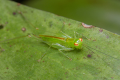 Asiophlugis malacca